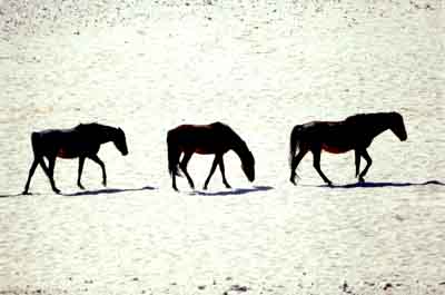 Chevaux férals de Garub