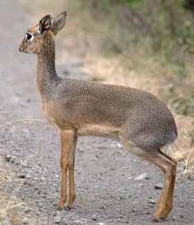 Dik-dik (Madoqua sp)