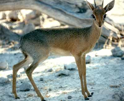 Dik-dik (Madoqua sp)