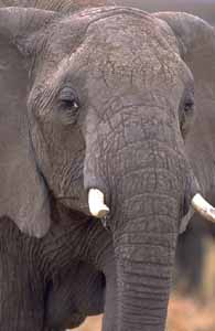 Eléphant d'Afrique (Loxodonta africana)