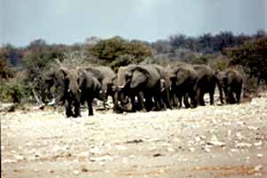 Eléphants d'Afrique (Loxodonta africana)