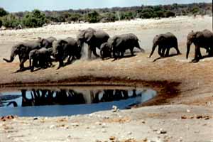 Eléphants d'Afrique (Loxodonta africana)