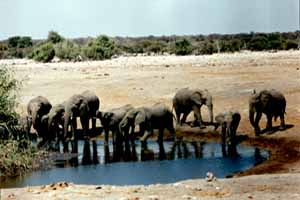 Eléphants d'Afrique (Loxodonta africana)