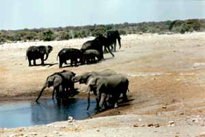 Eléphants d'Afrique (Loxodonta africana)