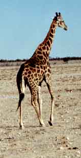 Girafe (Giraffa camelopardis)