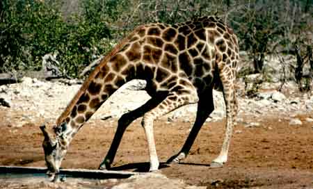 Girafe (Giraffa camelopardis giraffa)