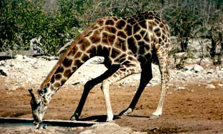Girafe (Giraffa camelopardis giraffa)