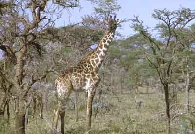 Girafe (Giraffa camelopardis)