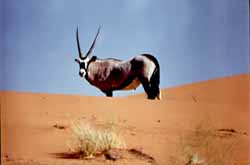 gembsbok ou oryx (orix gazella)