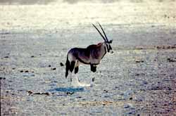gembsbok ou oryx (orix gazella)