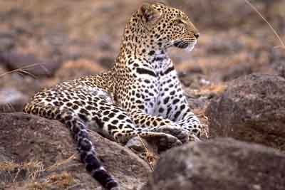 panthère ou léopard
