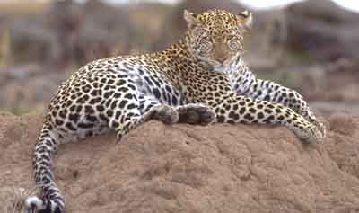 panthère ou léopard
