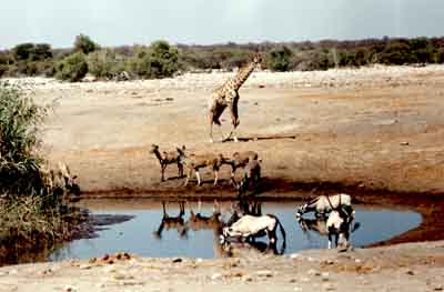 Point d'eau à Etosha