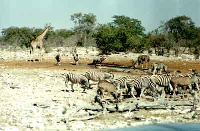 Point d'eau à Etosha