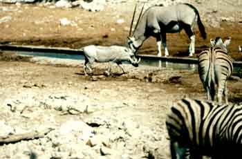 Point d'eau à Etosha