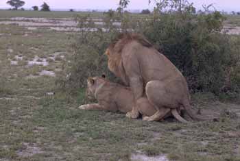 Lions (Panthera leo)