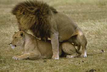 Lions (Panthera leo)