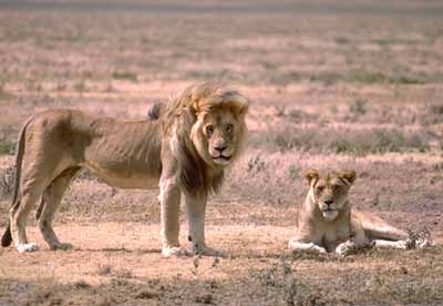 Lions (Panthera leo)