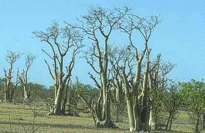 Moringa ovalifolia