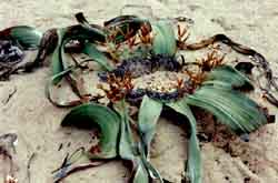Welwitschia mirabilis