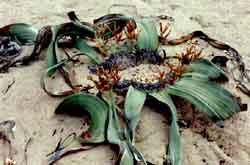 Welwitschia mirabilis