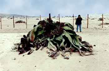 Welwitschia mirabilis