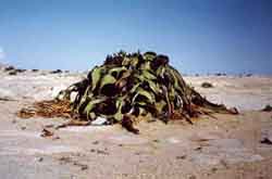 Welwitschia mirabilis