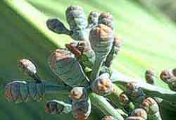 Sujet femelle,  Welwitschia mirabilis