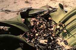 Welwitschia mirabilis