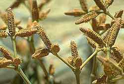 Sujet mâle : Welwitschia mirabilis