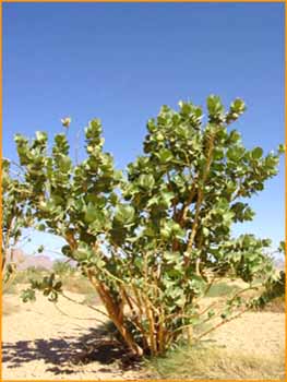 Calotropis procera