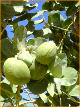 Calotropis procera