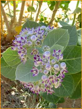 Calotropis procera