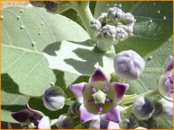 Calotropis procera