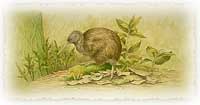 Kiwi : l'oiseau