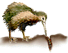 Kiwi, oiseau de NZ