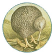 Kiwi, oiseau de NZ