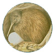 Kiwi, oiseau de NZ