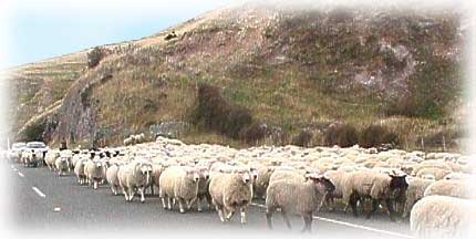 Moutons Nouvelle-Zélande