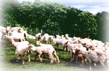 Moutons en Nouvelle-Zélande