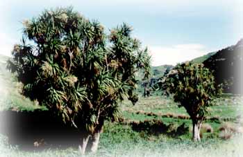 Arbre : Chou-palmiste, Nouvelle-Zélande