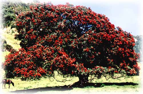 Pohutakawa, arbre de noël