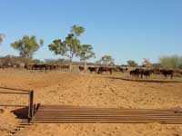 Grid en Australie