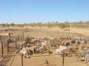 Cattle Station d'Australie