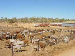 Cattle Station d'Australie