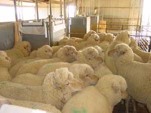 Sheep Station en Australie