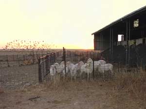 Sheep Station en Australie