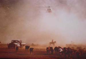 Mustering Australie