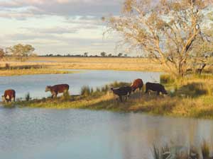 Innondations Outback Australie