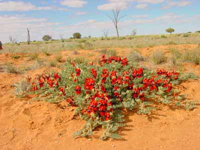 Clianthus formosus, Australie